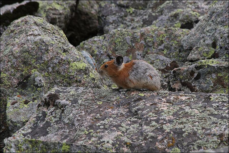 Ochotona rutila