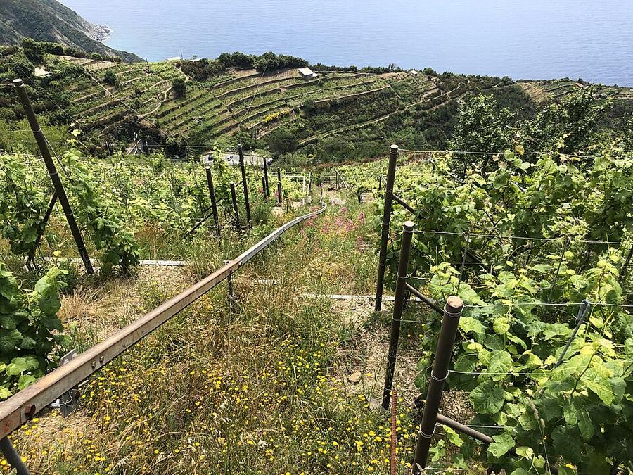 Vigneti tra Riomaggiore e Campiglia