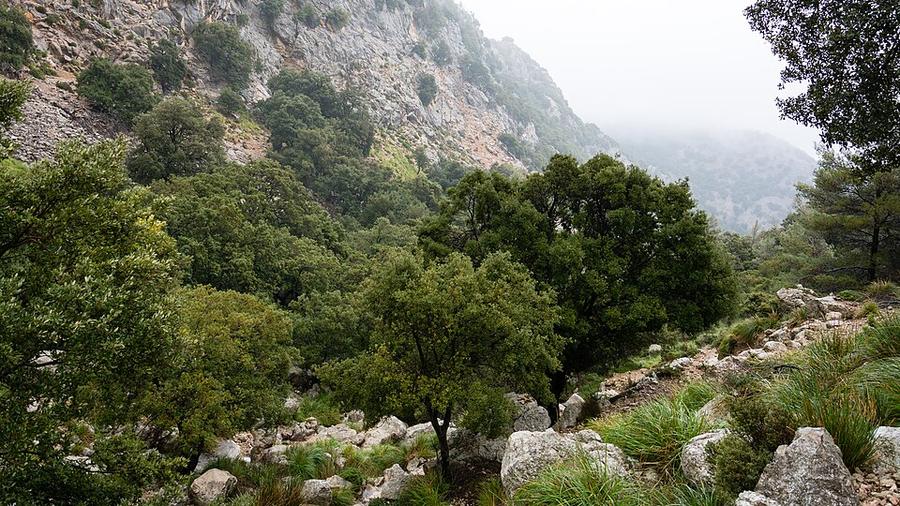 Torrent de Coma Freda
