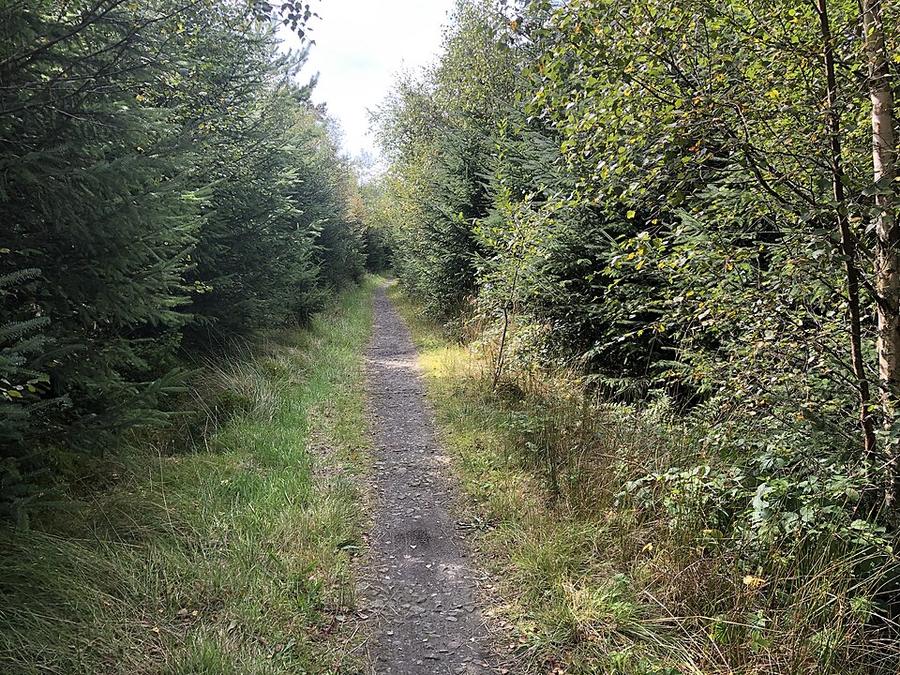 Cycle path, Tamfourhill Wood - geograph.org.uk