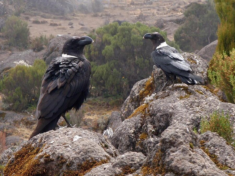 Corvus albicollis on Kilimanjaro