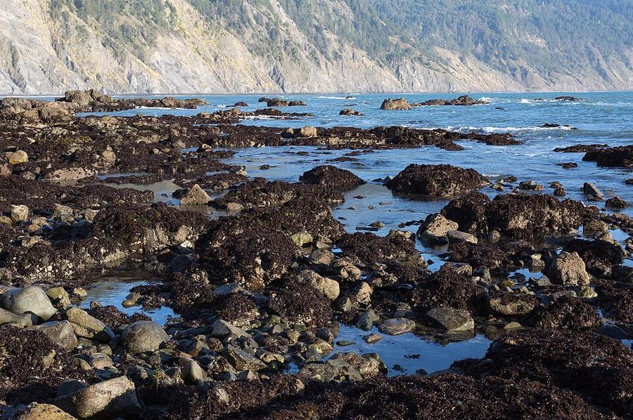 Tide pools at Shelter Cove, California