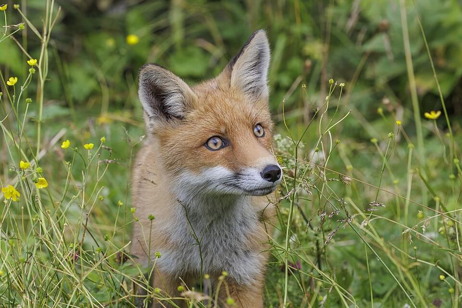 Red fox (Vulpes vulpes crucigera) Skalnate Pleso