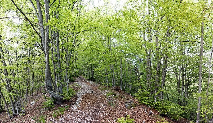 Stara Fužina - trail