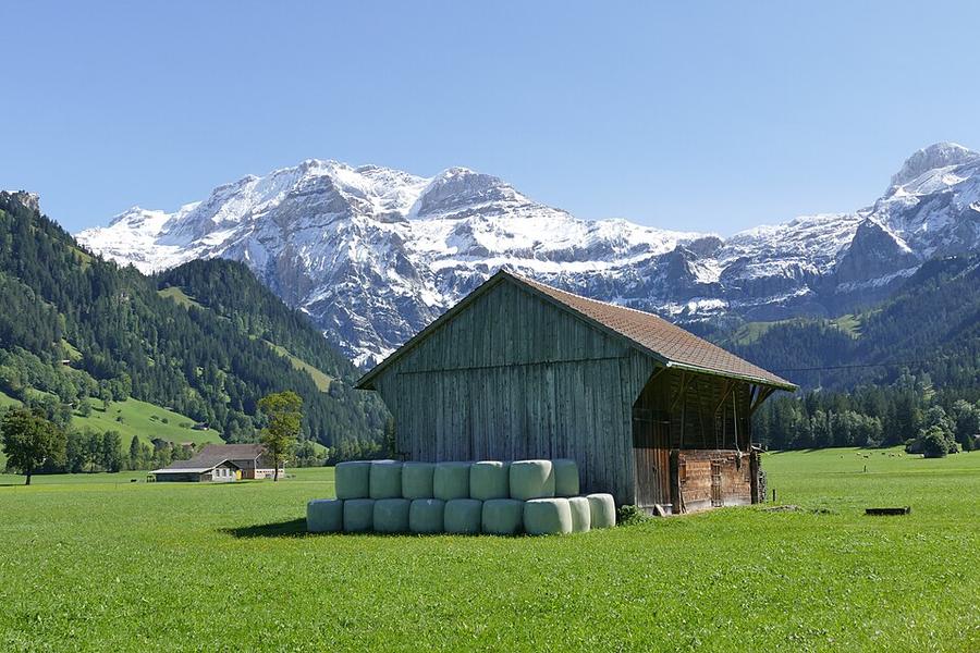 Barn Simmental